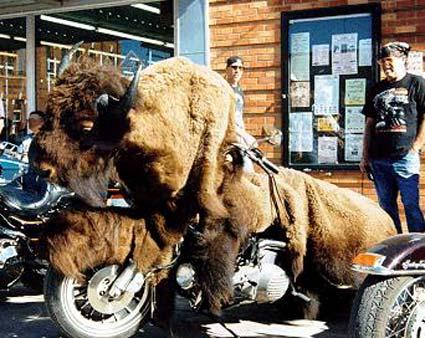 Bcane bison